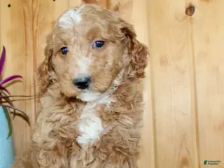 Mini Goldendoodle dogs for sale: Cindy - Ad 1