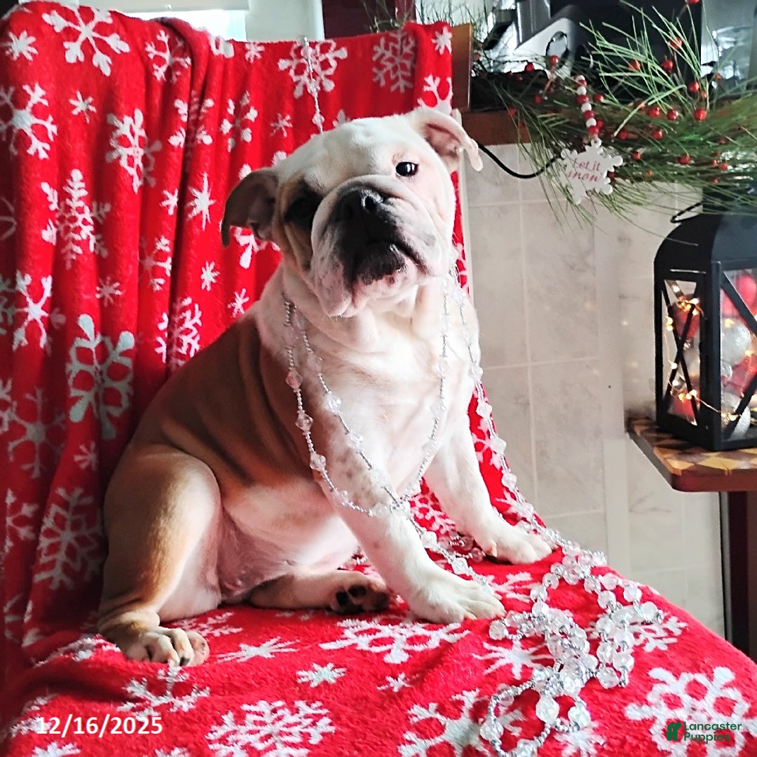 English Bulldog dogs for sale: Rolita - Ad 2