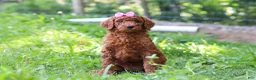 Standard Poodle dogs for sale: Nicole AKC - Ad 5