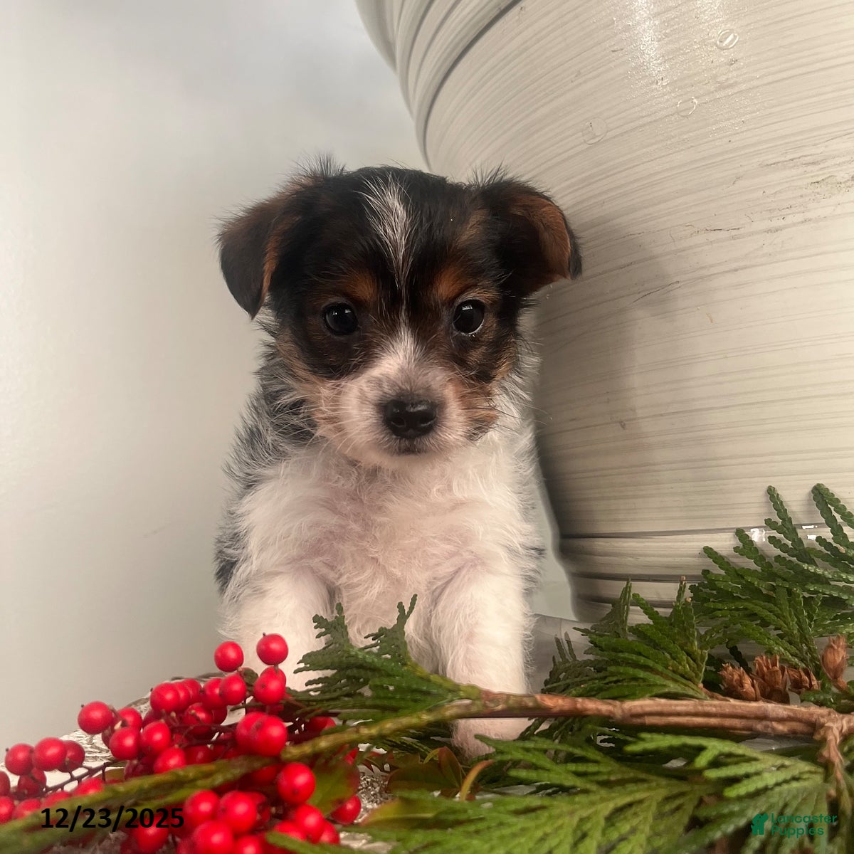 Yorkiepoo dogs Bear - Ad 11