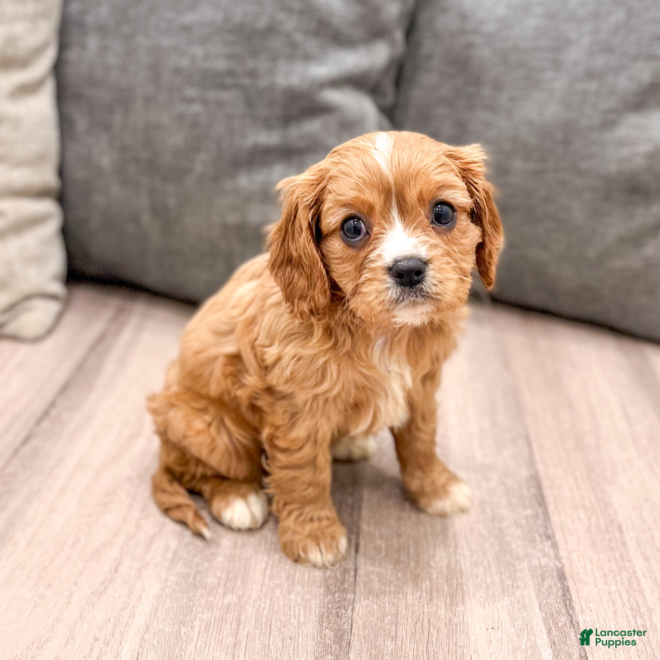 Cavalier King Charles Spaniel dogs Diamond - Ad 8