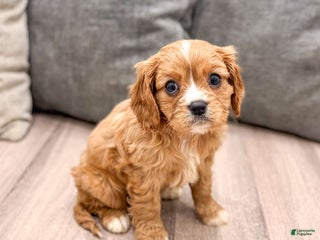Cavapoo dogs Diamond - Ad 15