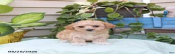 Toy Poodle dogs for sale: Percy - Ad 5