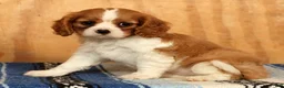 Cavalier King Charles Spaniel dogs for sale: Polly - Ad 3