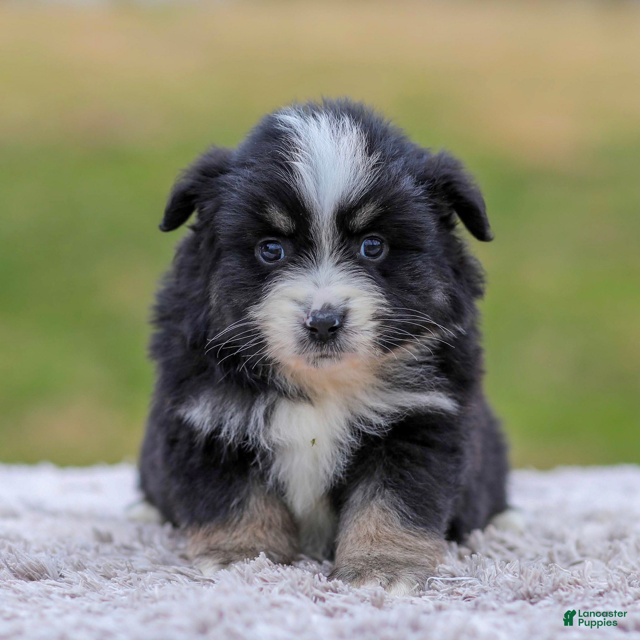 Miniature Australian Shepherd dogs Ava - Ad 2