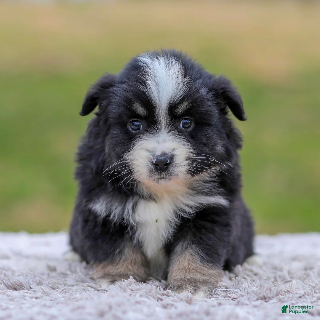 Miniature Australian Shepherd dogs for sale: Ava - Ad 2