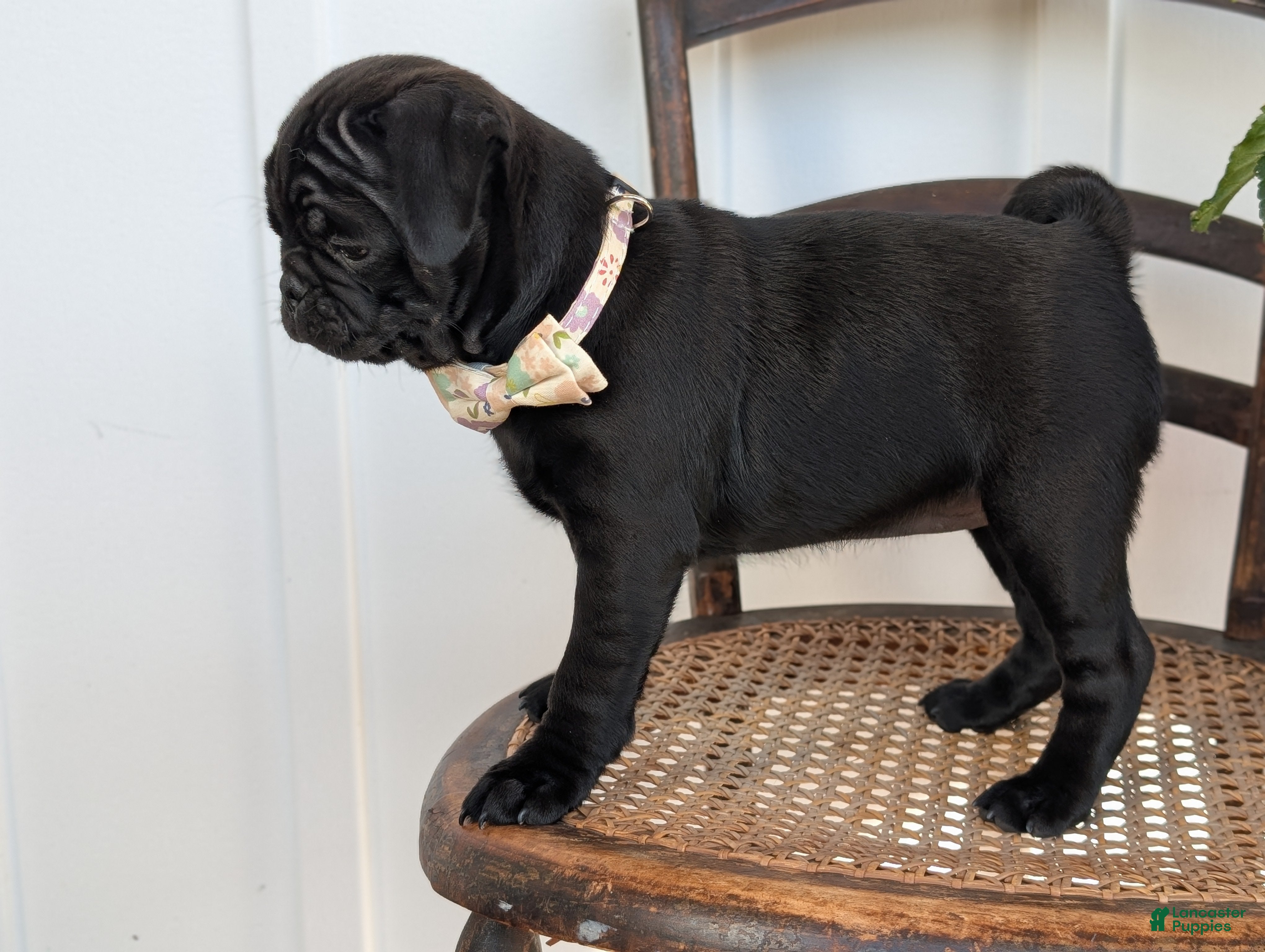 Pug dogs Tori - Ad 2
