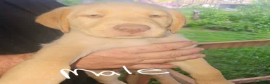 Labrador Retriever 4