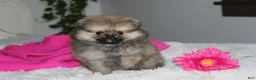 Pomeranian dogs for sale: Tiny Tessa - Ad 3