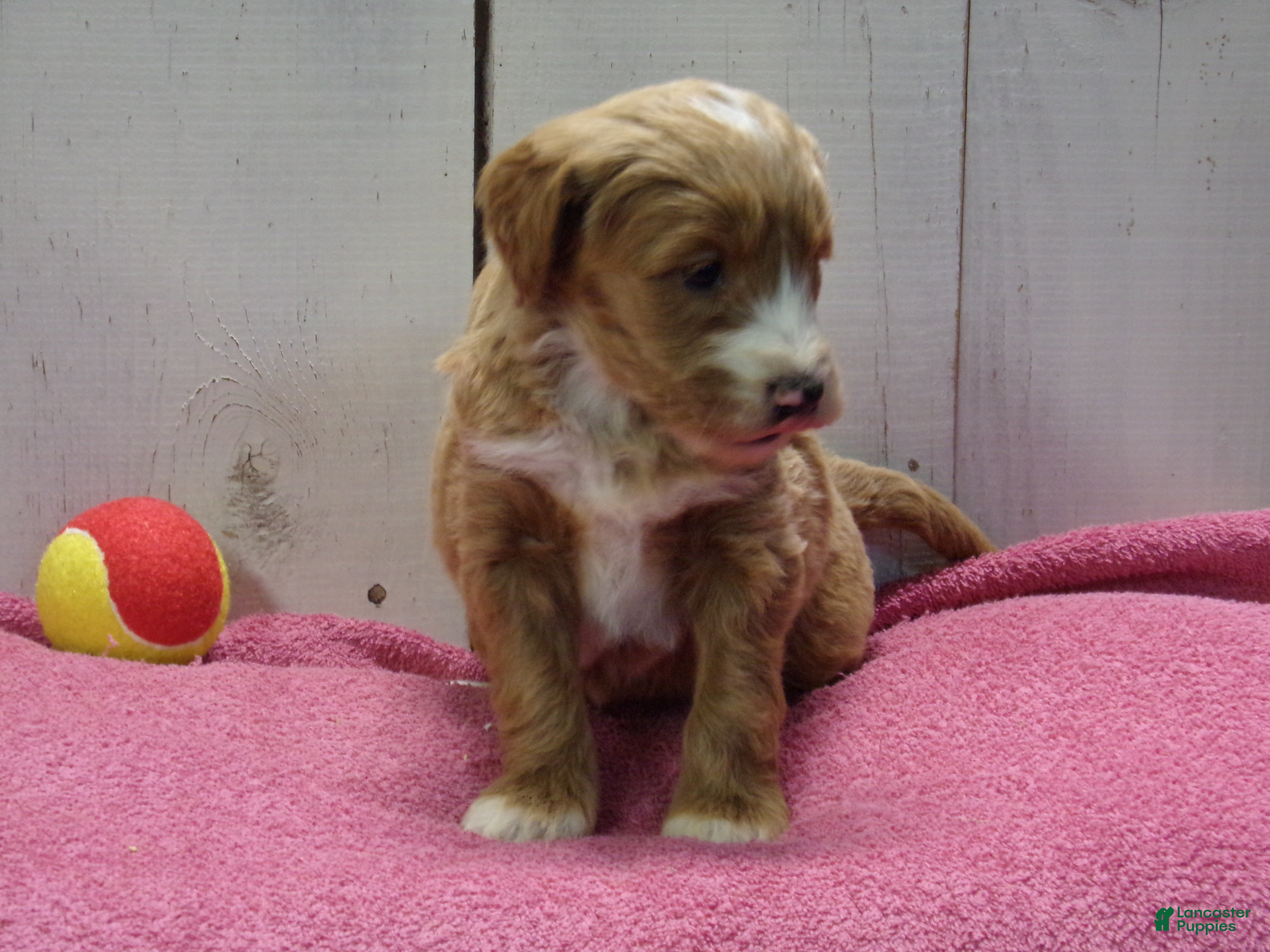 Goldendoodle dogs Holly - Ad 8