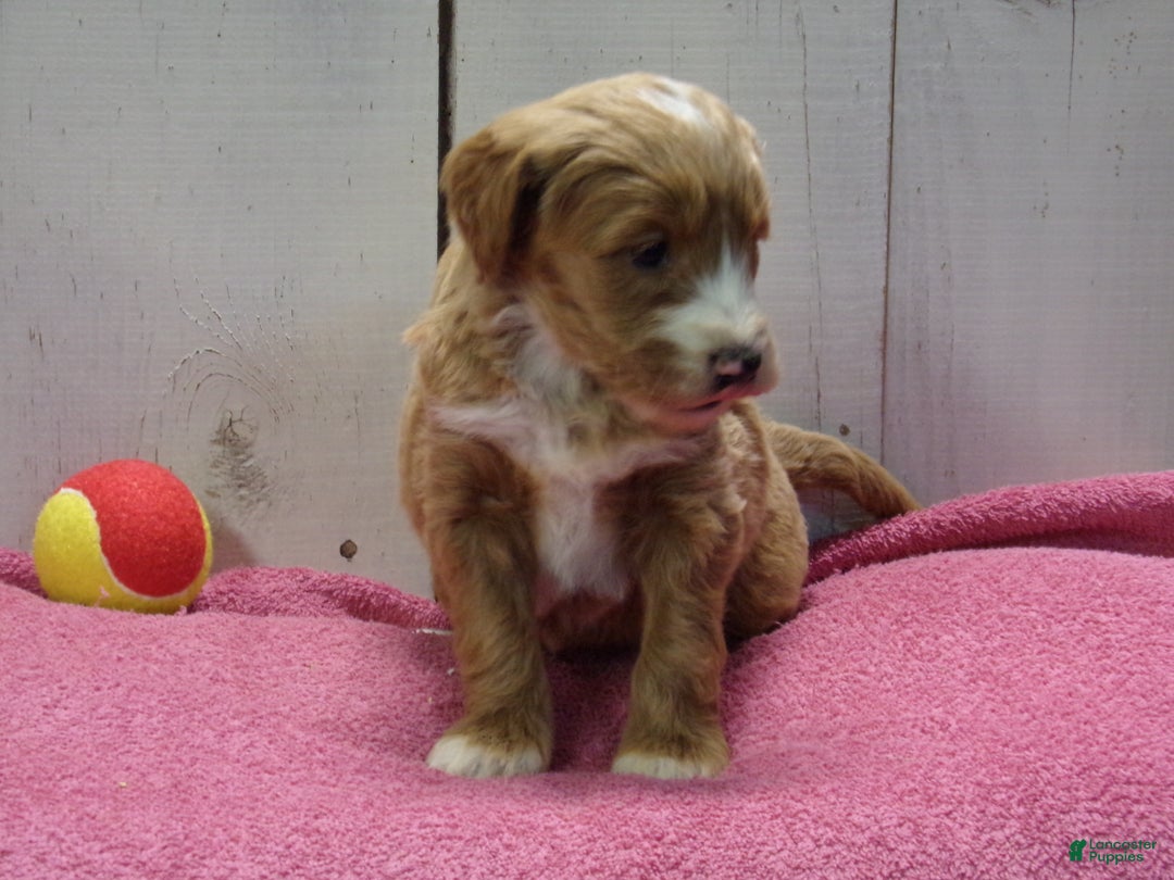 Goldendoodle dogs for sale: Holly - Ad 1