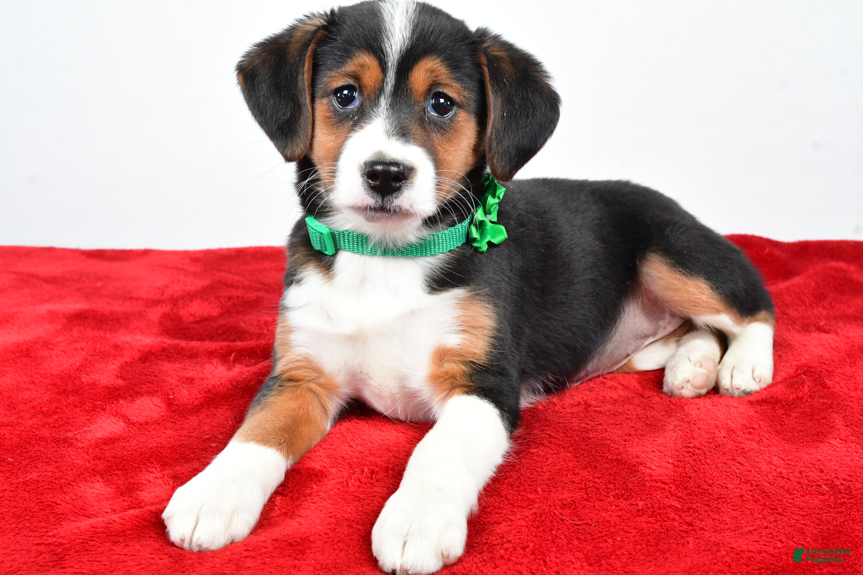 Mixed Breed dogs Tiffany - Ad 4