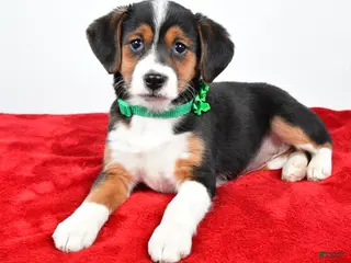 Mixed Breed dogs Tiffany - Ad 4