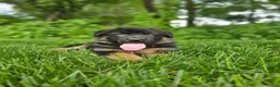 German Shepherd dogs for sale: Sparky  - Ad 4