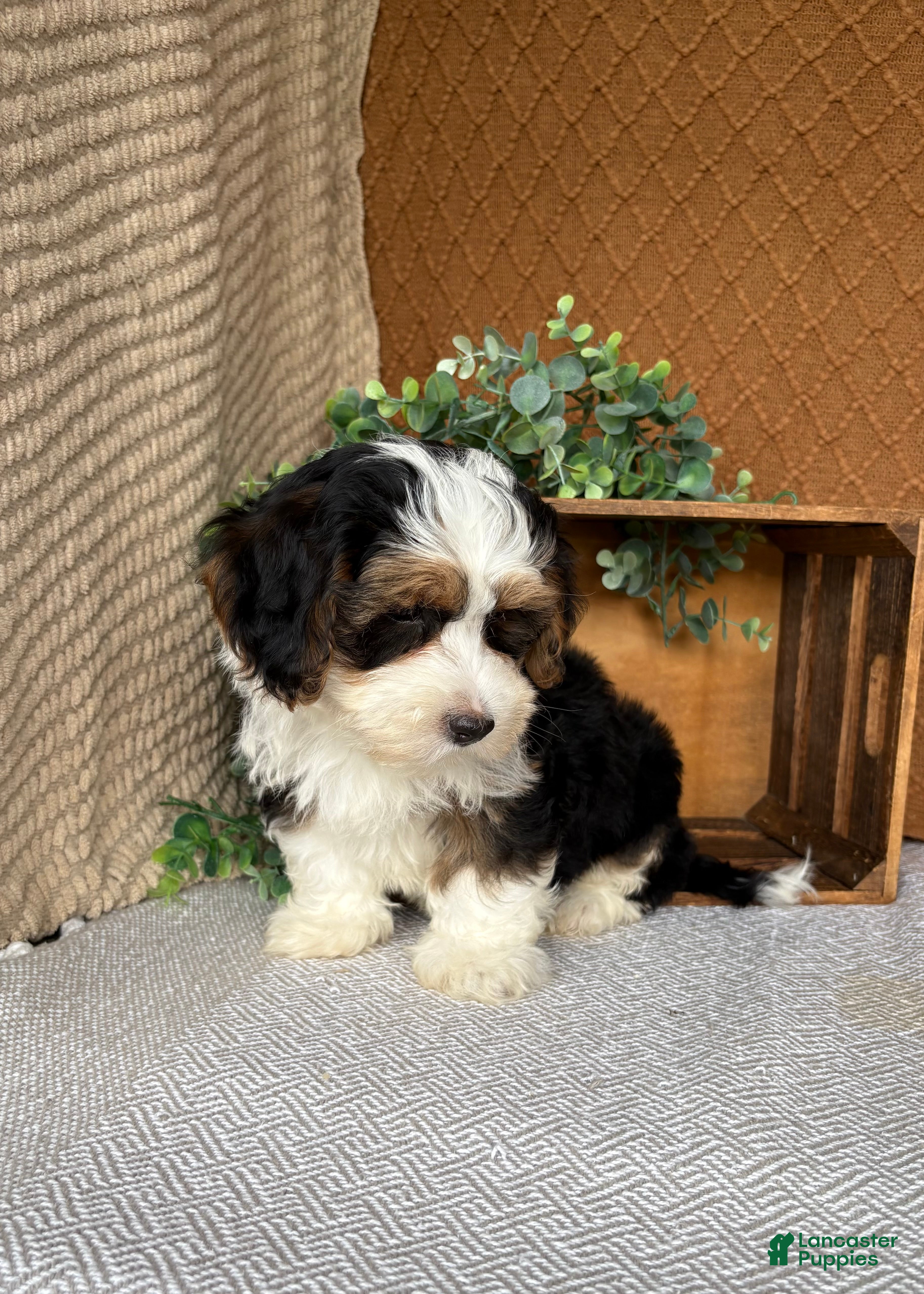 Havanese dogs Jay  - Ad 2