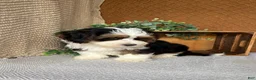 Havanese dogs for sale: Jay  - Ad 2