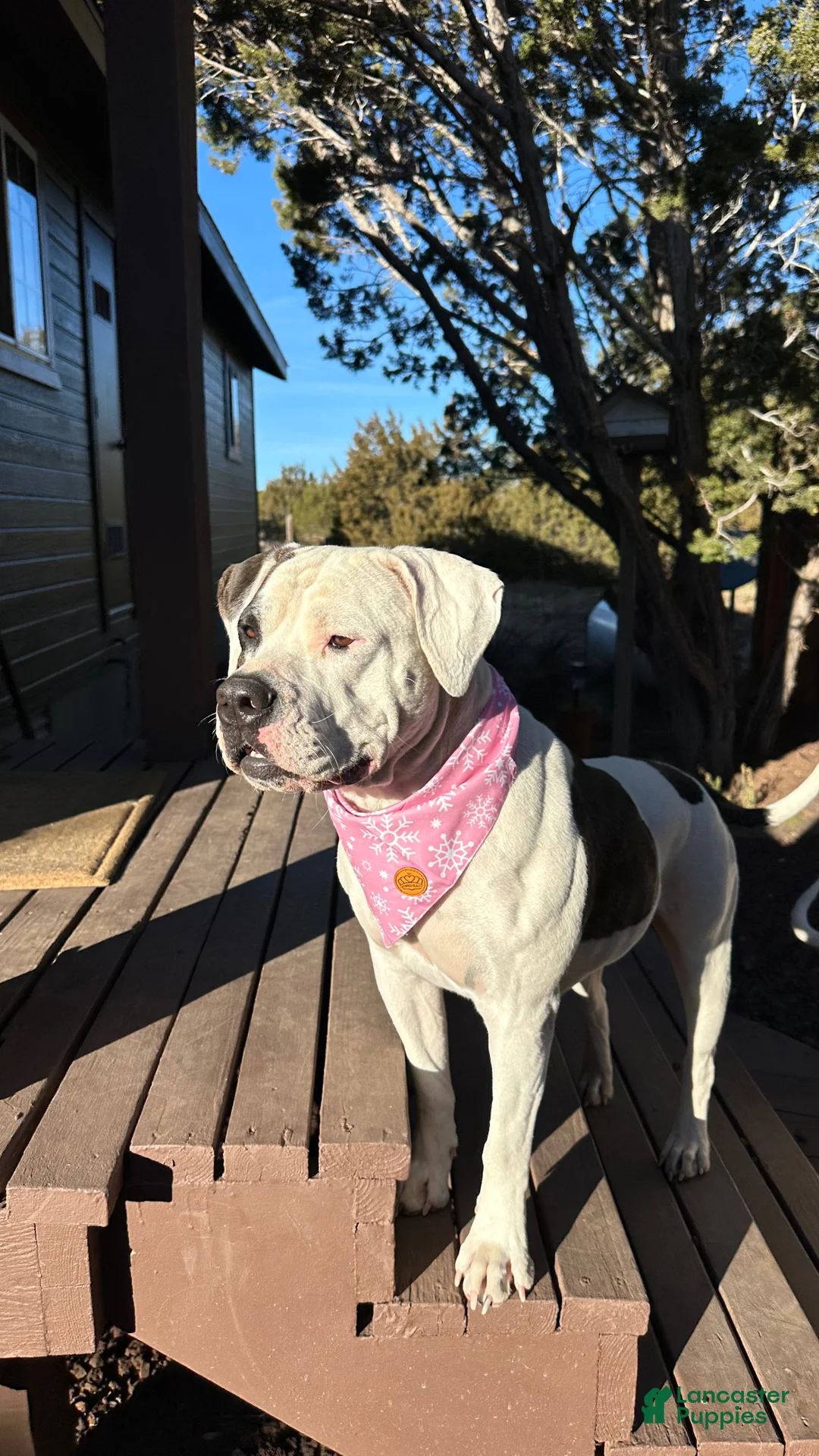 Gallery Image {{count}}