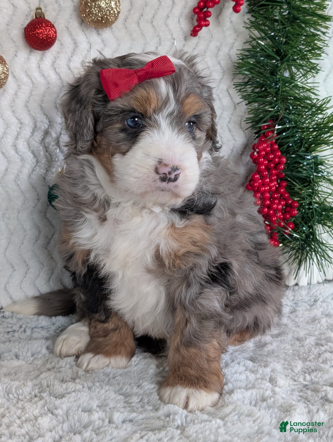 Mini Bernedoodle dogs for sale: Mini Niko  - Ad 37