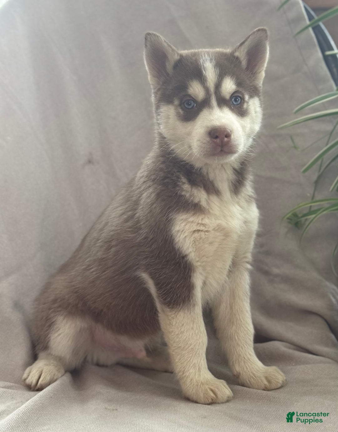 Siberian Husky dogs for sale: Louie - Ad 6