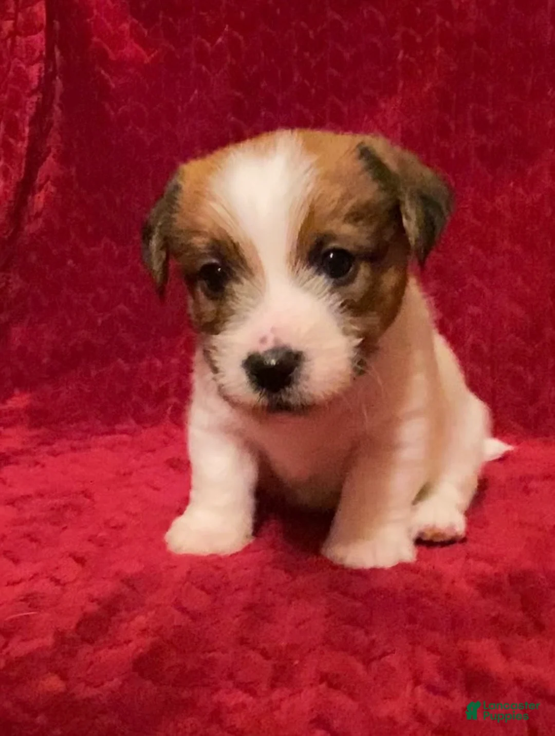 Jack Russell Terrier dogs for sale: Jack Russell Terrier Puppy 1 - Ad 3