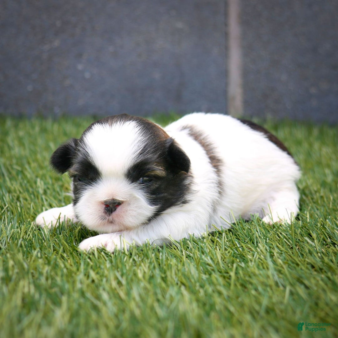 Shih Tzu dogs for sale: Cash - Ad 16