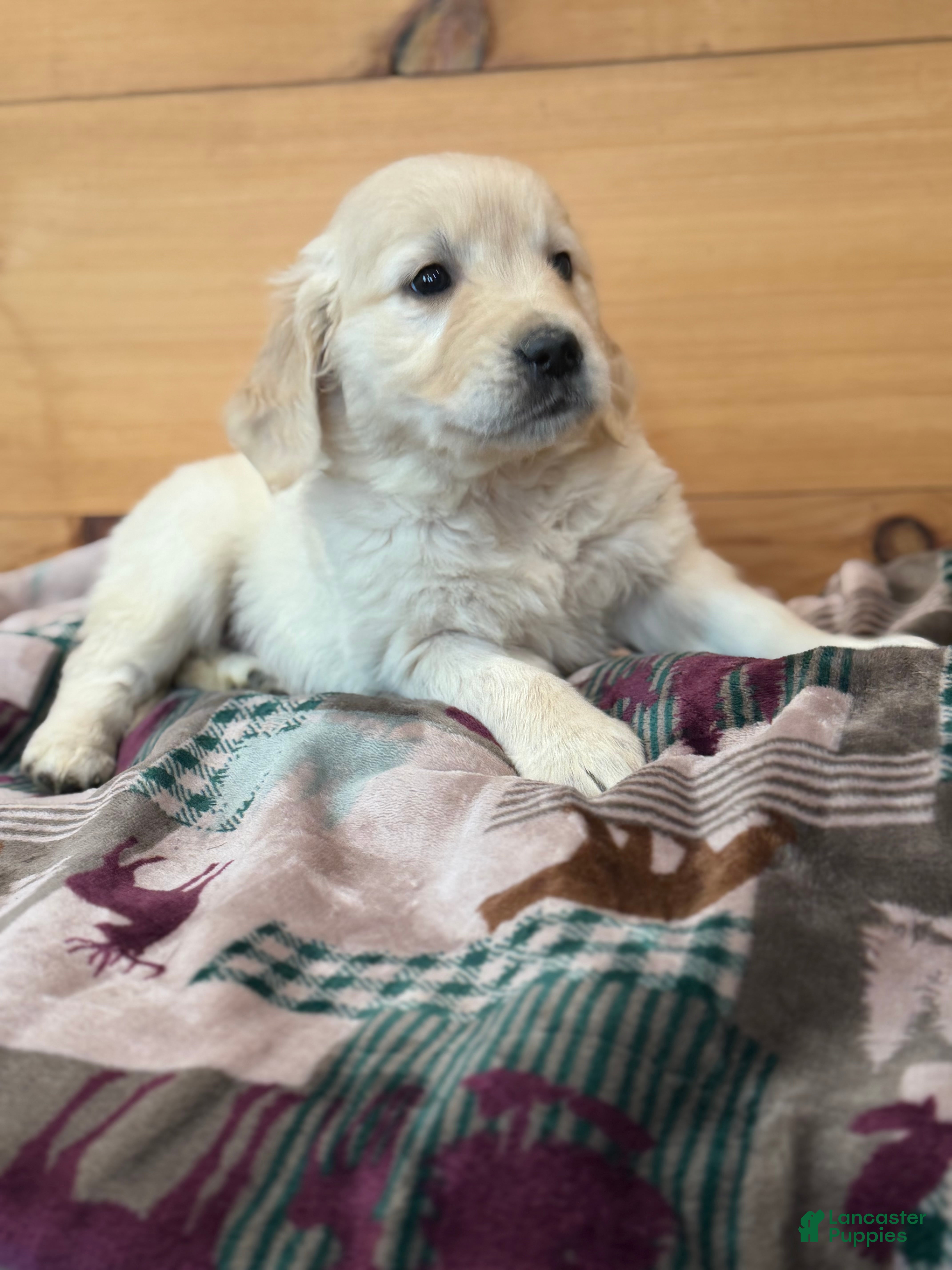 Golden Retriever dogs Pearl - Ad 2