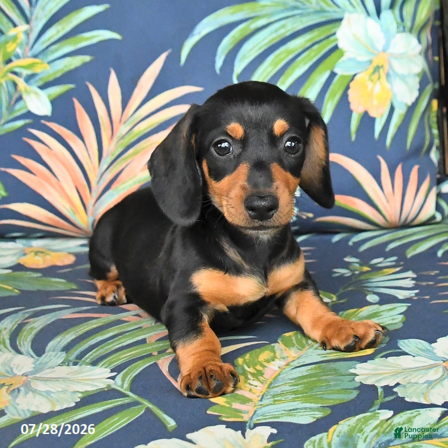 Miniature Dachshund dogs June - Ad 2