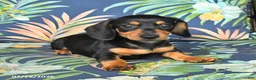 Miniature Dachshund dogs for sale: June - Ad 2