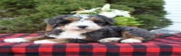 Mini Bernedoodle dogs for sale: Samson - Ad 1