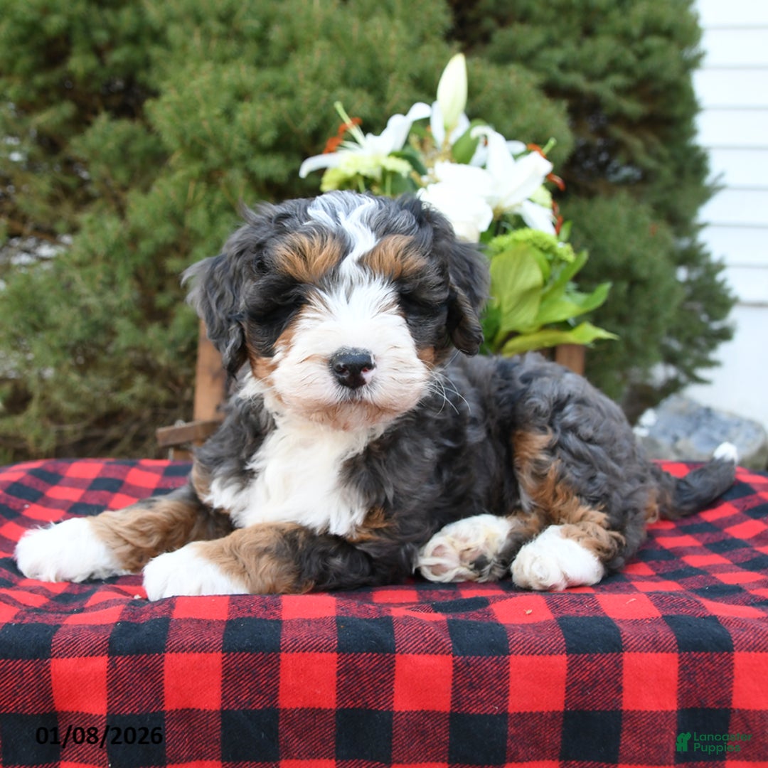 Mini Bernedoodle dogs for sale: Samson - Ad 1