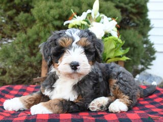 Mini Bernedoodle dogs Samson - Ad 32