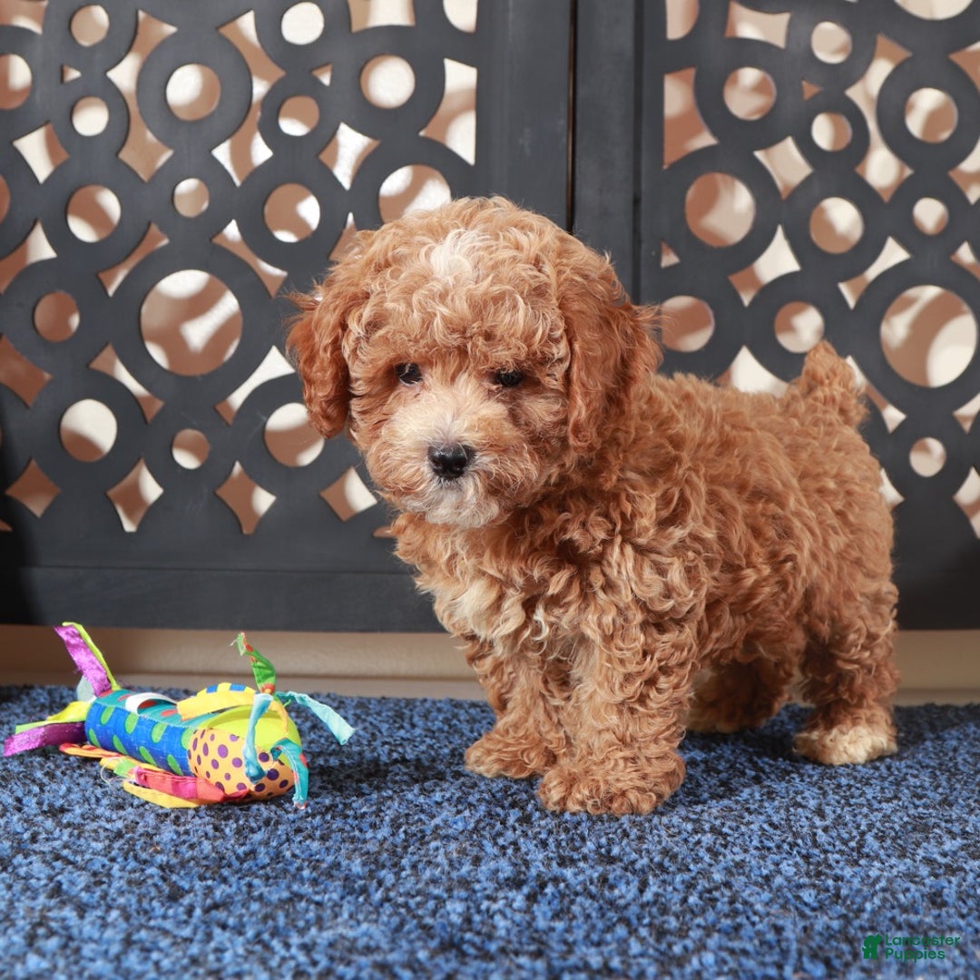 Bichpoo dogs for sale: Rose - Ad 2