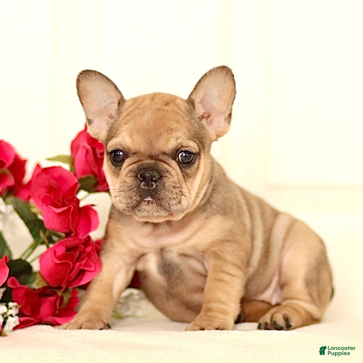 French Bulldog dogs Lola - Ad 2