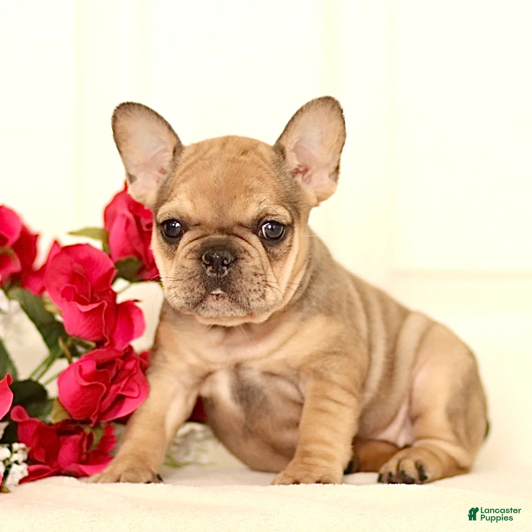 French Bulldog dogs for sale: Lola - Ad 2