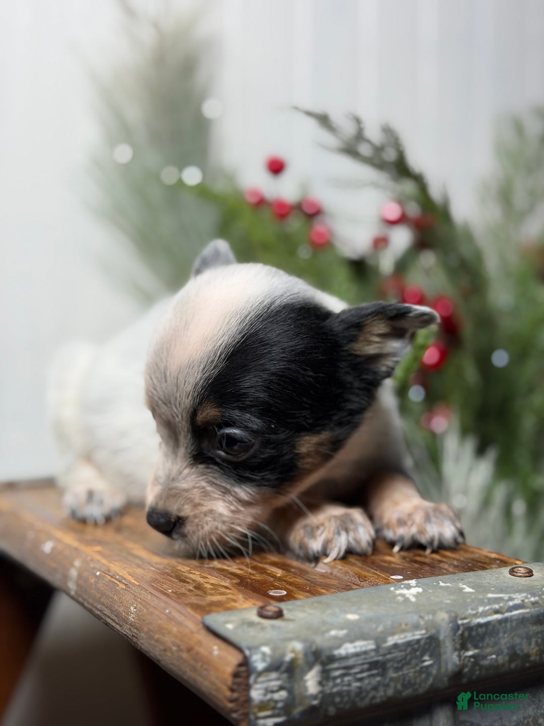 Australian Cattle Dog dogs for sale: Australian Cattle Dog Puppy 6 - Ad 3