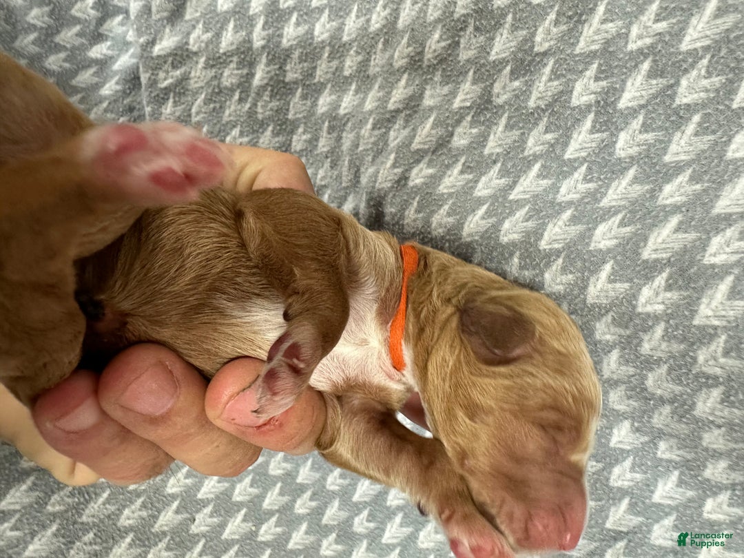 Goldendoodle dogs for sale: Orange - Ad 5