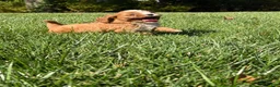 Cavapoo dogs for sale: Chestnut  - Ad 4