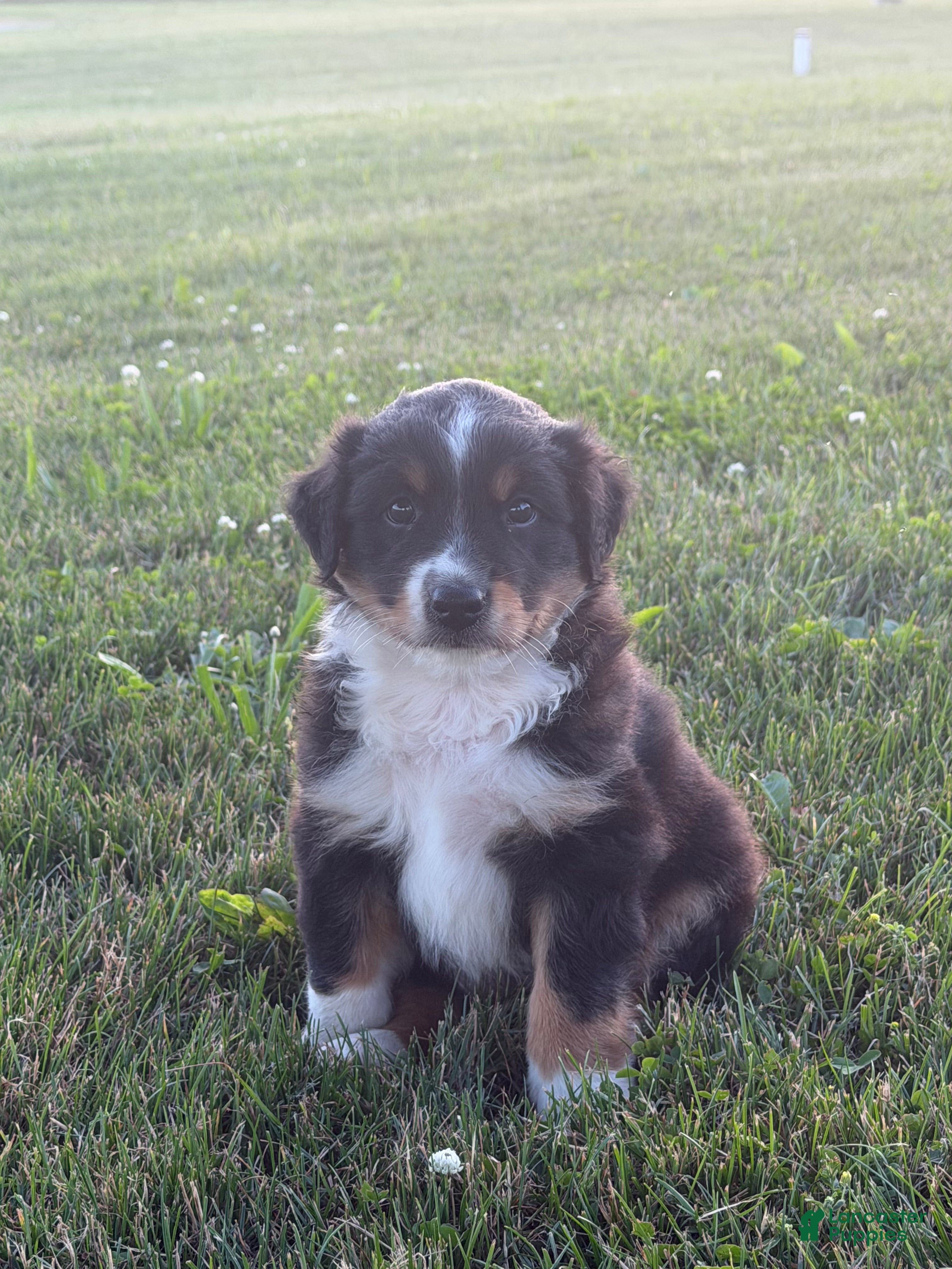 Australian Shepherd dogs Tucker - Ad 2