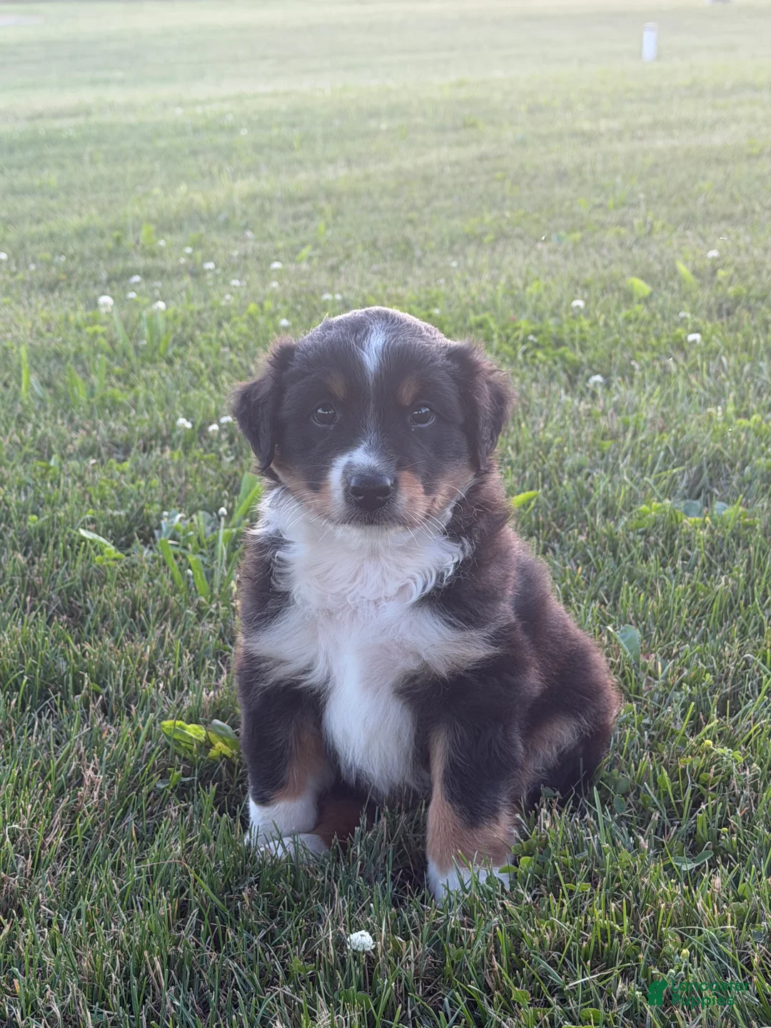 Australian Shepherd dogs for sale: Tucker - Ad 2