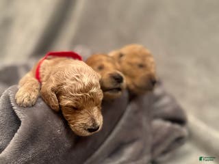 Goldendoodle dogs Goldendoodle Puppy 5 - Ad 27