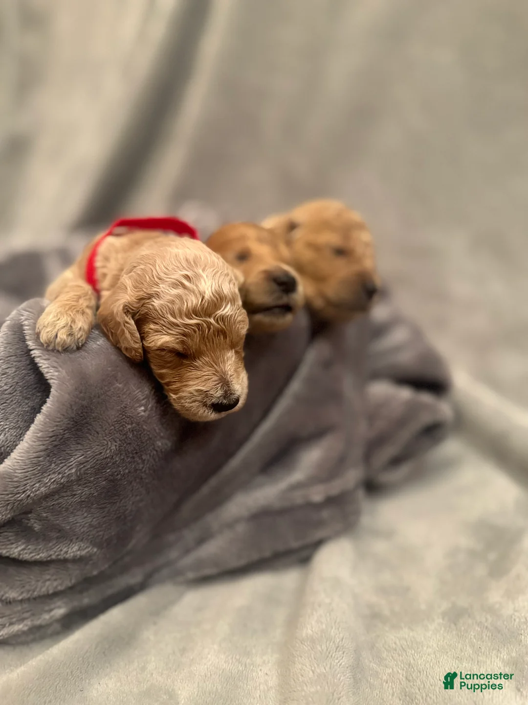 Goldendoodle dogs for sale: Goldendoodle Puppy 5 - Ad 1