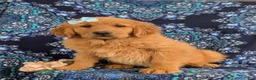 Golden Retriever dogs for sale: Ella - Ad 3