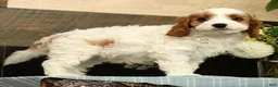 Cavapoo dogs for sale: Fetch - Ad 5