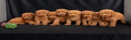 Mini Goldendoodle dogs for sale: Danny - Ad 7