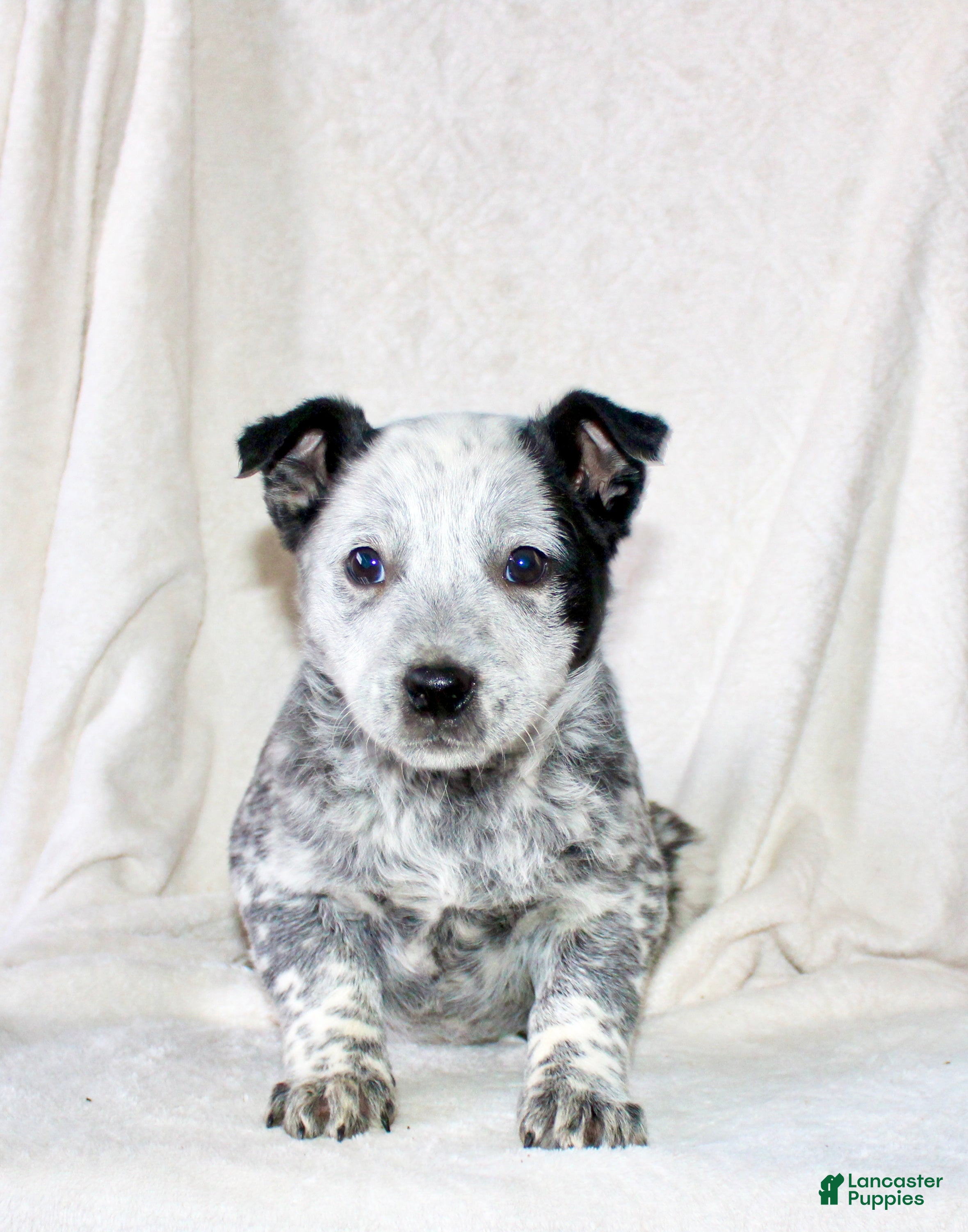 Australian Cattle Dog dogs Rose - Ad 1