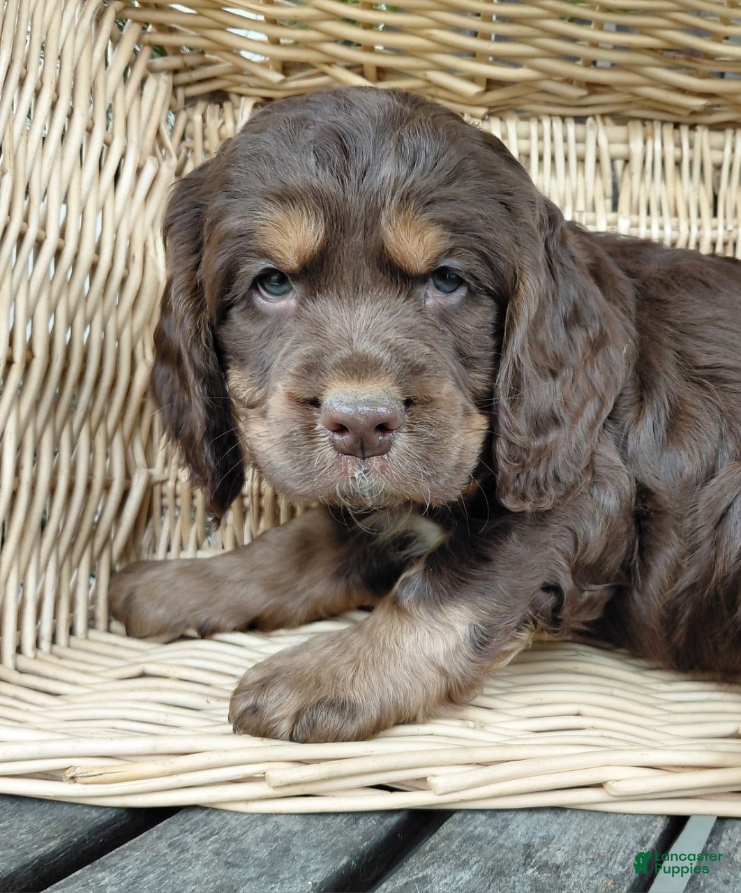 Mixed Breed dogs Jack - Ad 1