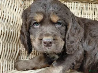 Mixed Breed dogs for sale: Jack - Ad 1