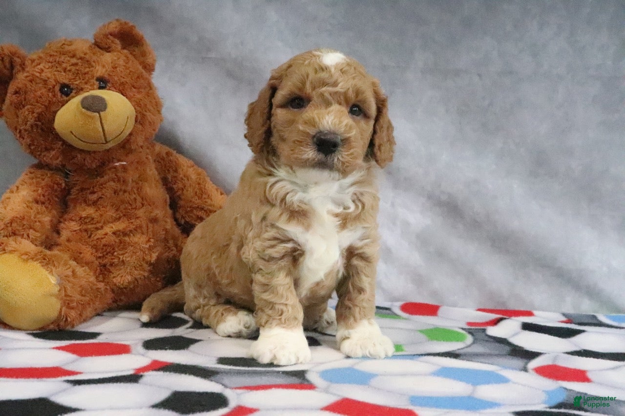 Mini Goldendoodle dogs Cyrus - Ad 1