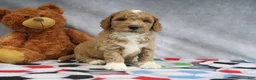Mini Goldendoodle dogs for sale: Cyrus - Ad 1