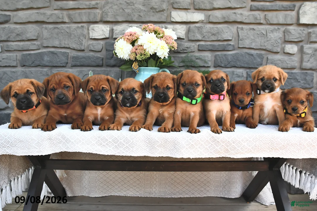 Mixed Breed dogs for sale: Peanut  - Ad 3
